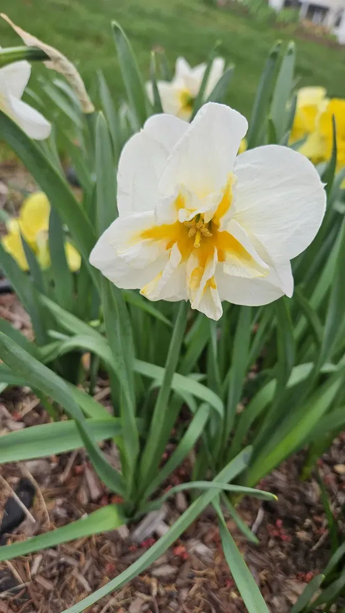 White Daffodil at The Cat Chalet